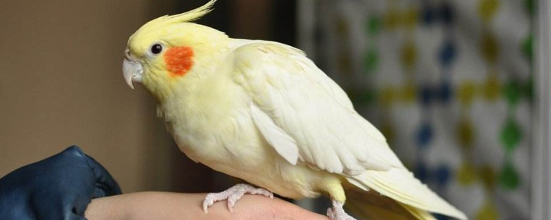 玄凤鹦鹉喜欢人摸哪里