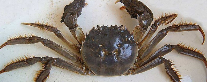 母螃蟹腹部是什么形状