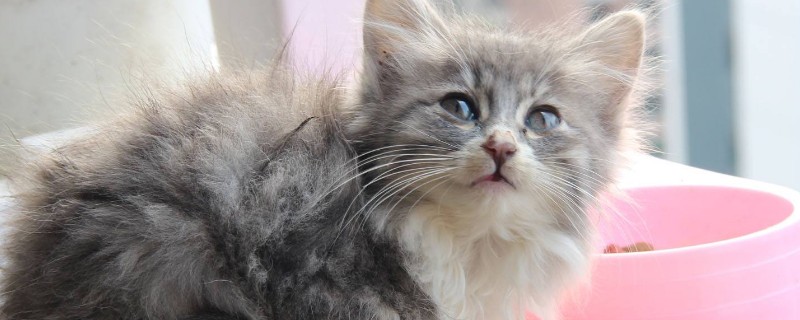 猫粮11磅是多少斤-轻博客