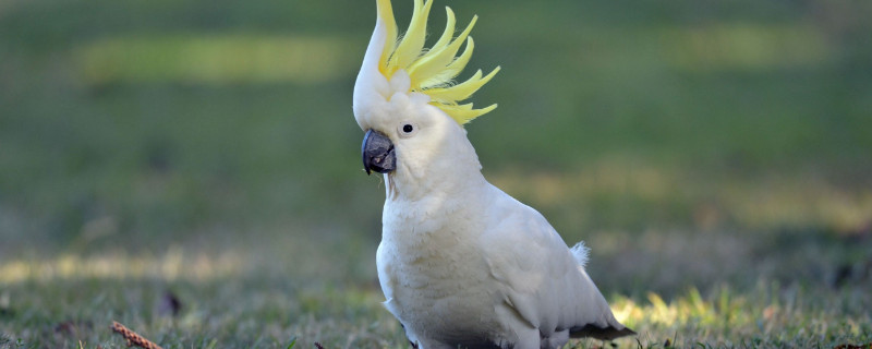 葵花凤头鹦鹉合法吗