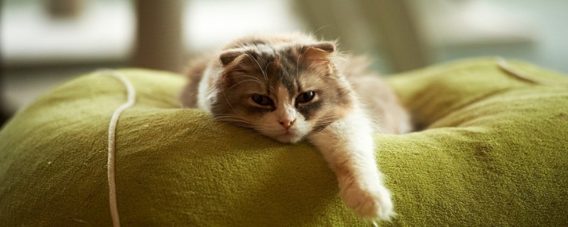 猫体外驱虫后能抱吗