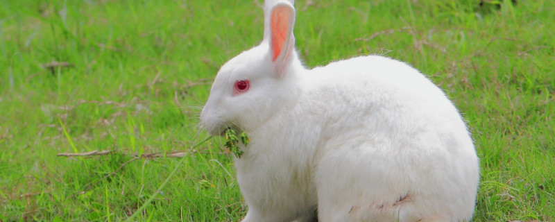 养兔子多久才会认主人