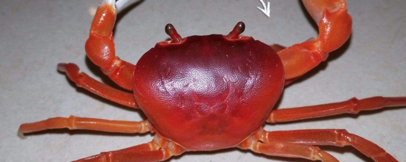 豹点蟹,恶魔蟹,辣椒蟹,迷你蜘蛛侠,南海溪蟹,彩虹蟹,圆轴蟹,紫地蟹