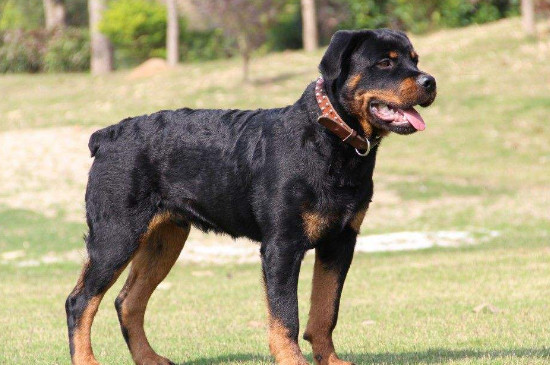 狗狗资讯  猛犬的品种很多,卡斯罗,牛头梗,藏獒,昆明犬,高加索犬,马犬