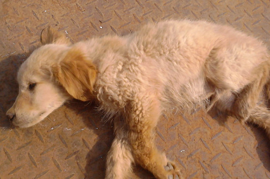 犬瘟症状有哪些