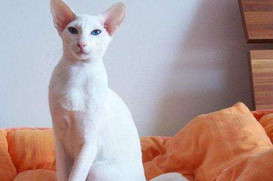 适合家养的小型猫 —【宠物圈】