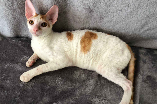 适合家养的小型猫 —【宠物圈】