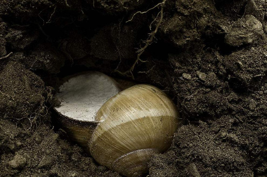 蜗牛为什么会冬眠呢