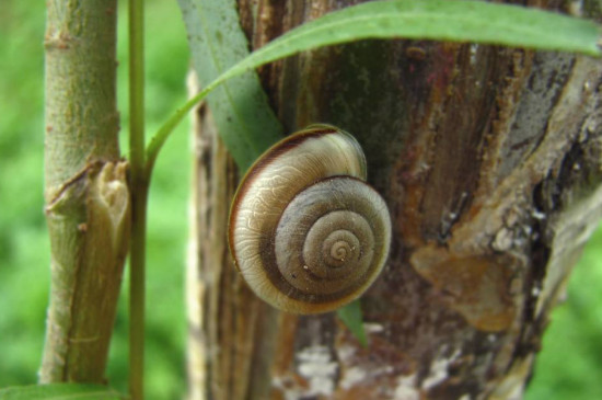 蜗牛为什么会冬眠呢
