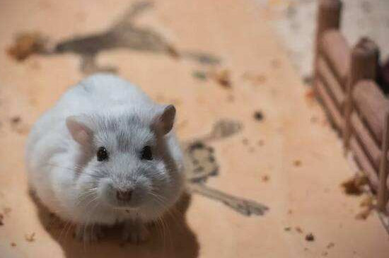 仓鼠冬眠与死的区别