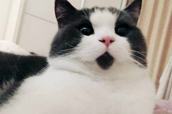 惊讶猫是什么品种