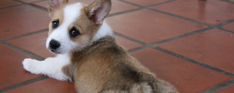 没有尾巴的狗是什么品种