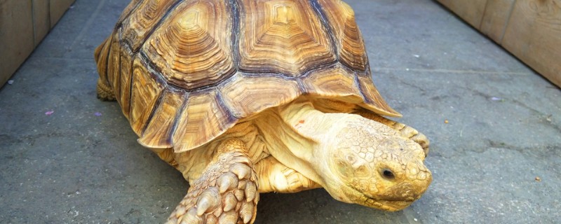 乌龟白眼能自愈吗