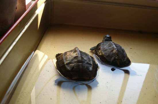 乌龟浅水冬眠需要过滤吗