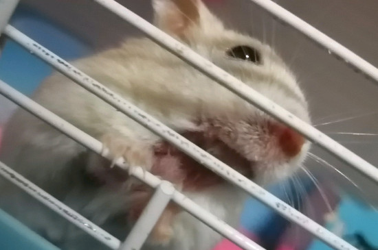 喂食一段时间后尝试抚摸它的头,注意不要惊吓仓鼠,这样喂养一段时间后