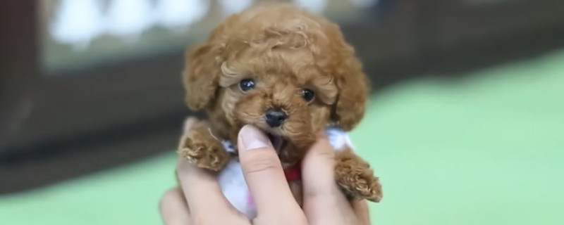 1元茶杯犬能活多久-轻博客