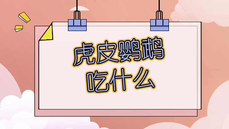 虎皮鹦鹉吃什么