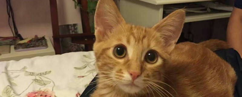 猫一年相当于几岁