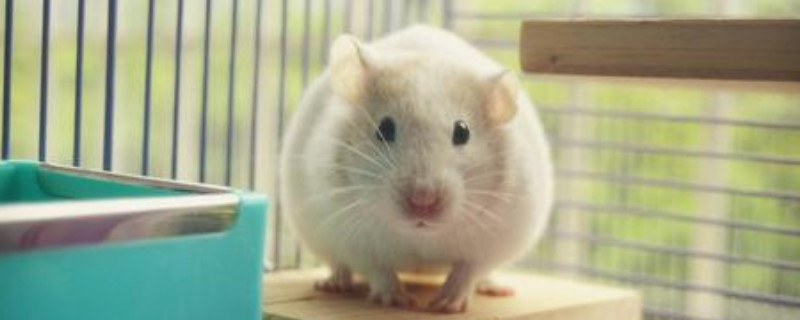 仓鼠一天喂几次