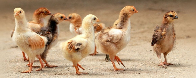 小鸡怎么养,要注意什么