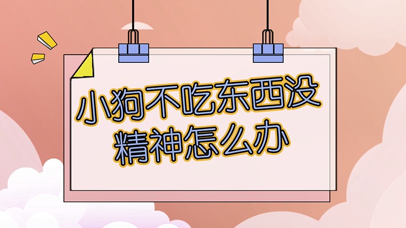 小狗不吃东西没精神怎么办