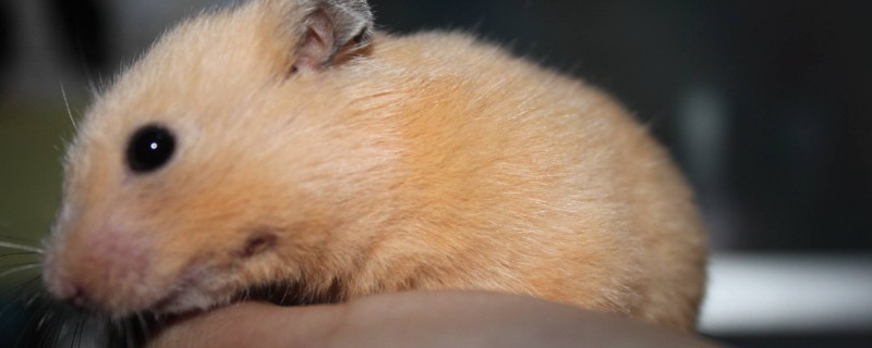 两只仓鼠可以一起养吗