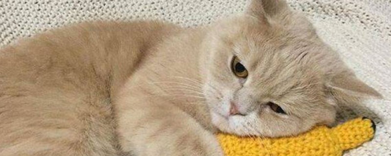 猫咪抑郁后的表现