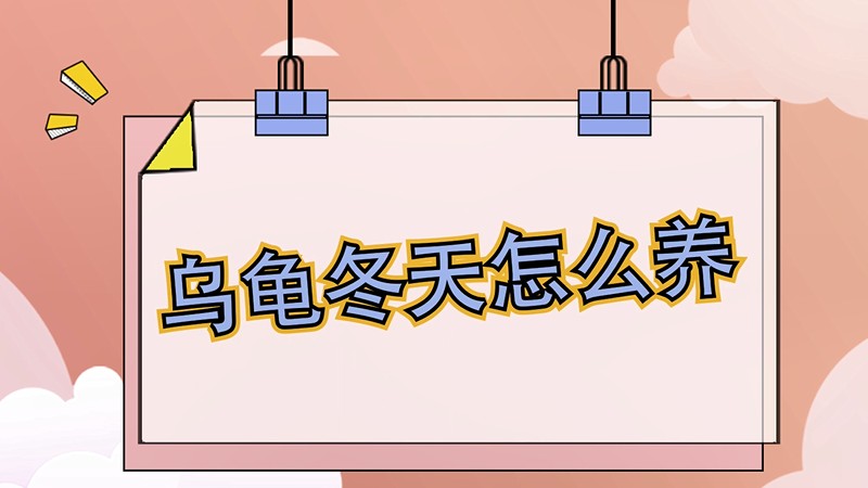 乌龟冬天怎么养