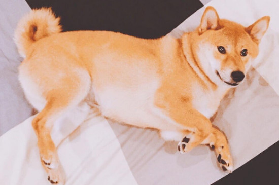 柴犬白手套不好的原因