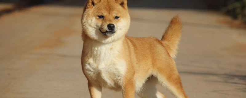 柴犬白手套不好的原因