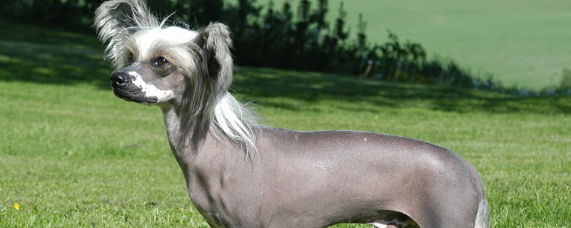 狗狗资讯  没有毛的狗狗有三种,它们分别是中国冠毛犬,墨西哥无毛犬和