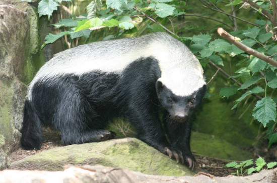 宠物大全平头哥也就是蜜獾,这种动物的脾气火爆,容易咬人,一般很难人