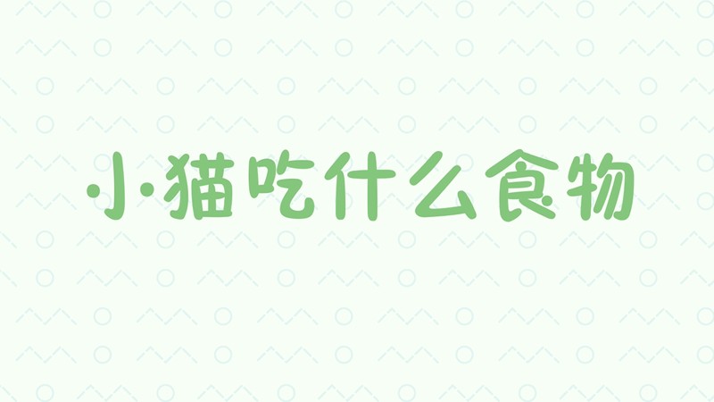 小猫吃什么食物