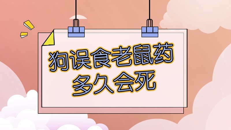 狗误食老鼠药多久会死