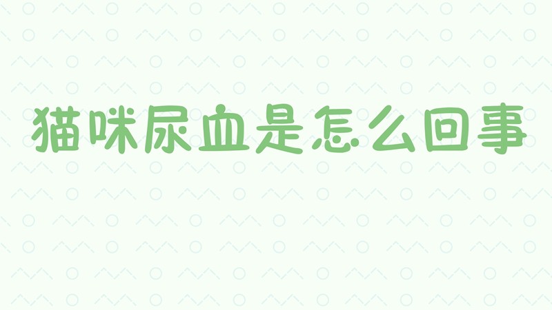 猫咪尿血是怎么回事