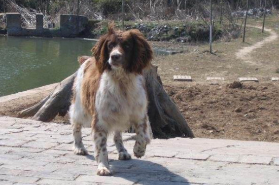 史宾格怎么看纯不纯