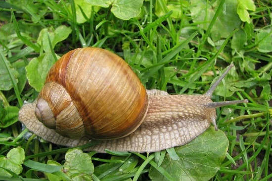 爬行动物有哪些