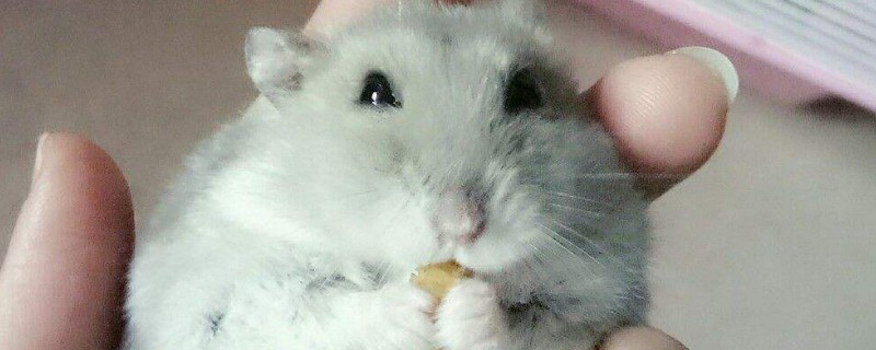 仓鼠可以吃面包吗