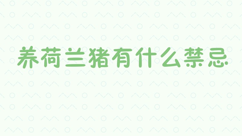养荷兰猪有什么禁忌