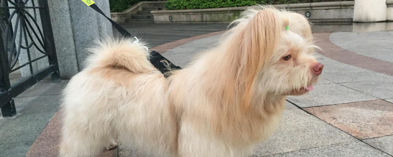 串串狗的缺点和优点-轻博客