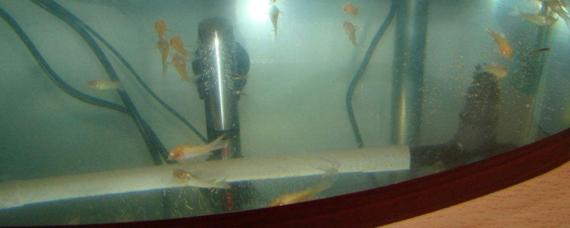 凤尾鱼幼崽喂什么,凤尾鱼小崽怎么养活