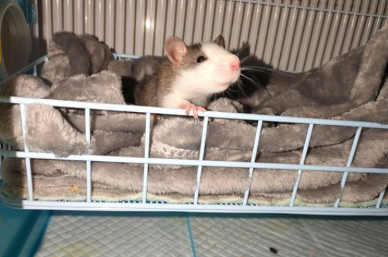 花枝鼠多大成年,花枝鼠多大能繁殖