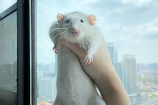 花枝鼠多大成年,花枝鼠多大能繁殖