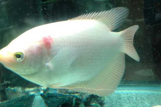 招财鱼身上有红斑烂肉