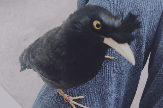 八哥晚上怎么睡觉