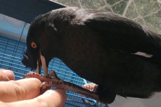 宠物鸟  八哥晚上睡觉时,会单腿牢牢抓住架子,然后将腿蜷缩起来,期间