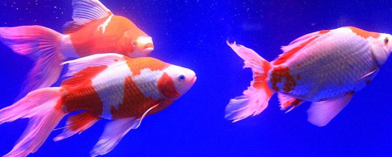 草金鱼和锦鲤一起养吗