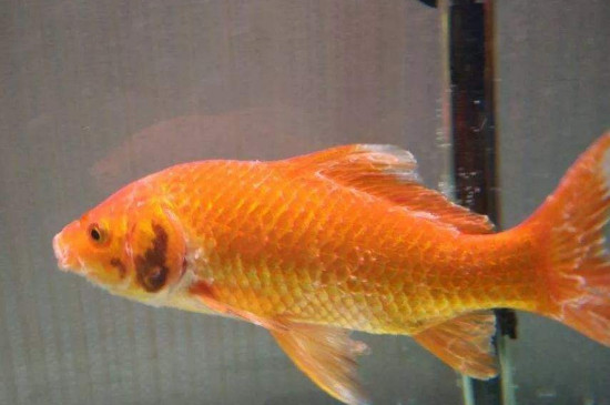 水霉病能自愈吗