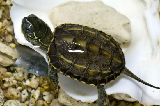 中华草龟认主人吗