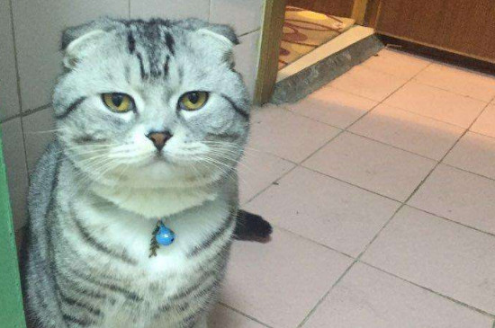 折耳猫软骨病能活多久